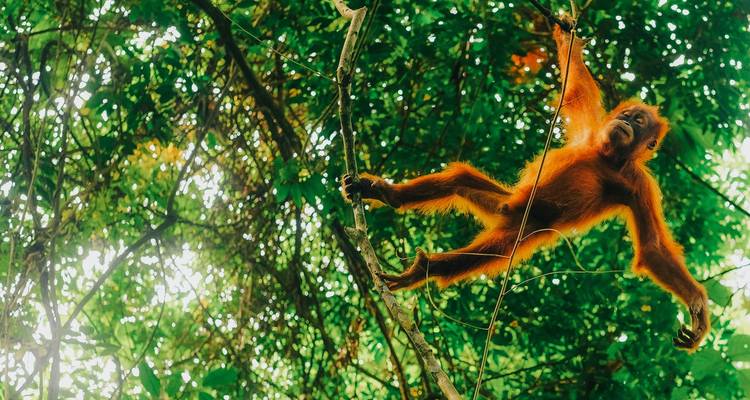 Bali & Sumatra Adventure - TruTravels 6