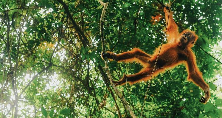 Sumatra al descubierto - TruTravels 9