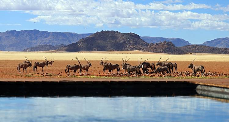 Troupeau d'antilopes broutant dans le désert du Namib avec des montagnes en arrière-plan.