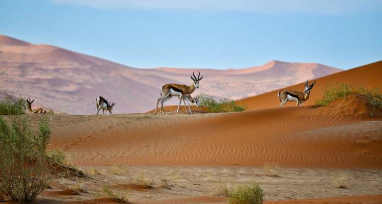 7 noches de safari de lujo por vuelo en Namibia - Junita's Extreme Adventures Namibia cc 1