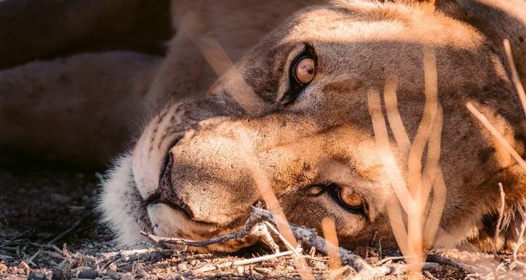 7 noches de safari de lujo por vuelo en Namibia - Junita's Extreme Adventures Namibia cc 6