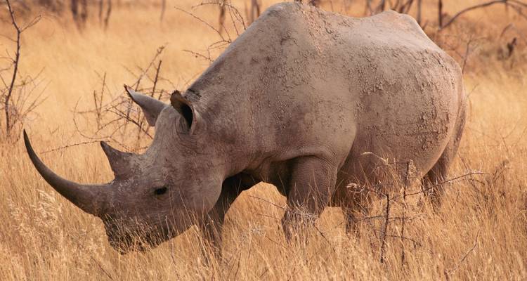 7 noches de safari de lujo por vuelo en Namibia - Junita's Extreme Adventures Namibia cc 9