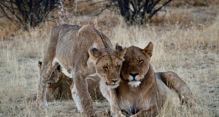 7 noches de safari de lujo por vuelo en Namibia - Junita's Extreme Adventures Namibia cc 10