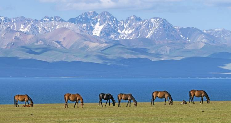 Horses grazing on a grassland with snowy mountains in the background.