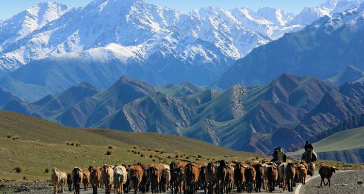 A herd of animals being led along a mountain road with snow-capped peaks.
