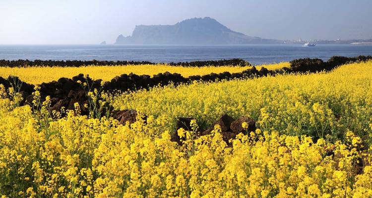 La Corée du Sud en version classique : De Séoul à l'île de Jeju ( privé sur mesure) - Odynovo 4