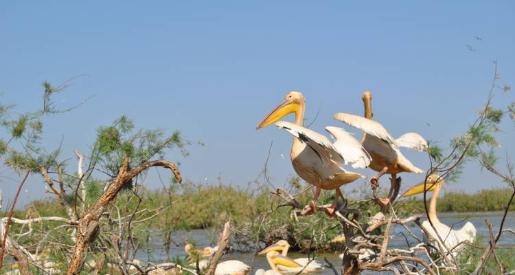 Senegal, Enter Africa 8 days - 7 nights - Africa For Tourism 4