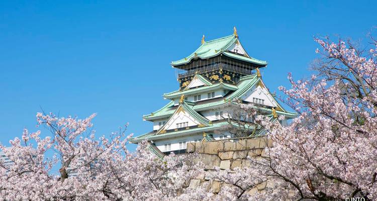 Cherry Blossoms of Japan Tour(Tailor-Made Private) - Odynovo 3