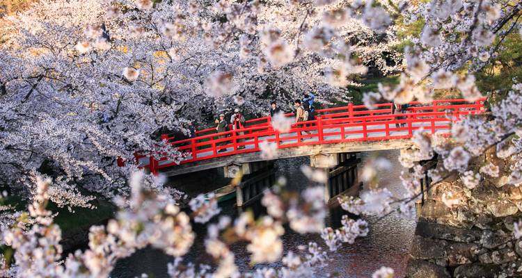 Cherry Blossoms of Japan Tour(Tailor-Made Private) - Odynovo 4