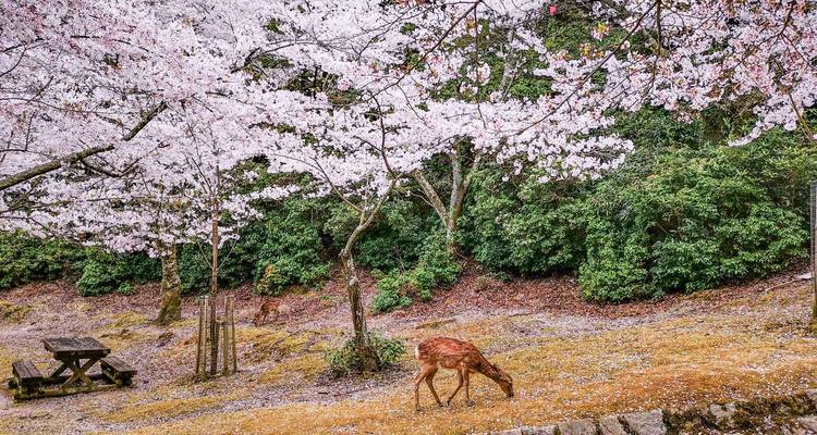 Cherry Blossoms of Japan Tour(Tailor-Made Private) - Odynovo 7
