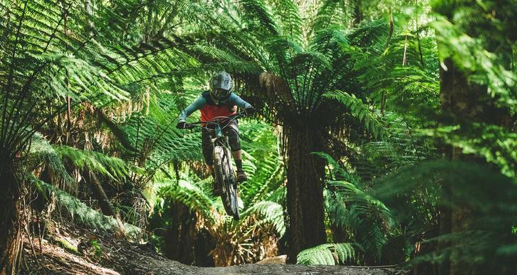 Mountainbiker beim Sprung zwischen Waldfarnen.