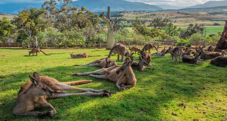 3 Day Tasmanian Highlights Tour – Hobart, Port Arthur and Bruny Island - Tassie Tours Tasmania 7
