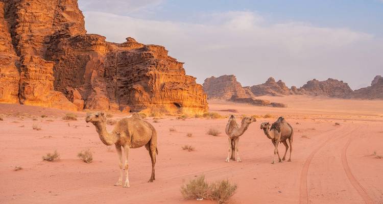 Discover Jordan: Dead Sea & Wadi Rum (Private Tailored) - Odynovo 8