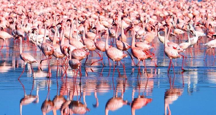 CLASSIC BEST OF KENYA SAFARI AND BEACH - Classic Journeys Africa Ltd 3