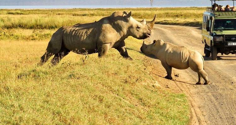 CLASSIC BEST OF KENYA SAFARI AND BEACH - Classic Journeys Africa Ltd 6