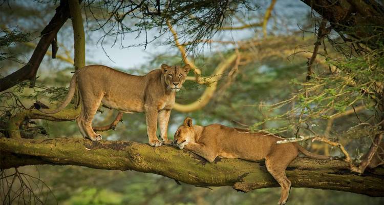 CLASSIC BEST OF KENYA SAFARI AND BEACH - Classic Journeys Africa Ltd 8