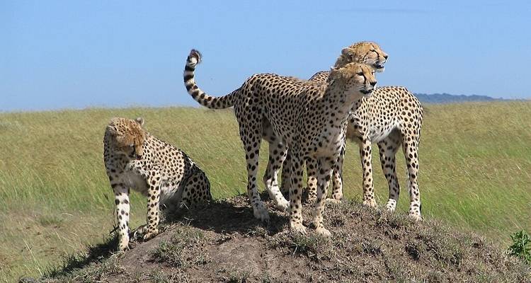 CLASSIC BEST OF KENYA SAFARI AND BEACH - Classic Journeys Africa Ltd 10