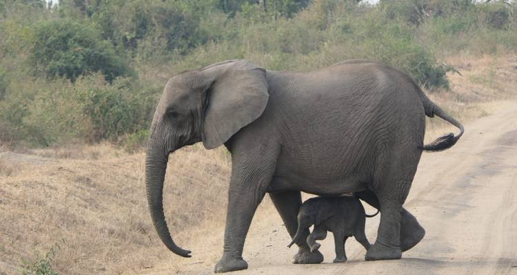 Elephant and calf crossing a dirt road.