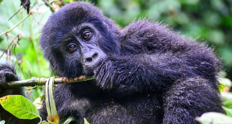 Gorilla eating in a lush green forest.