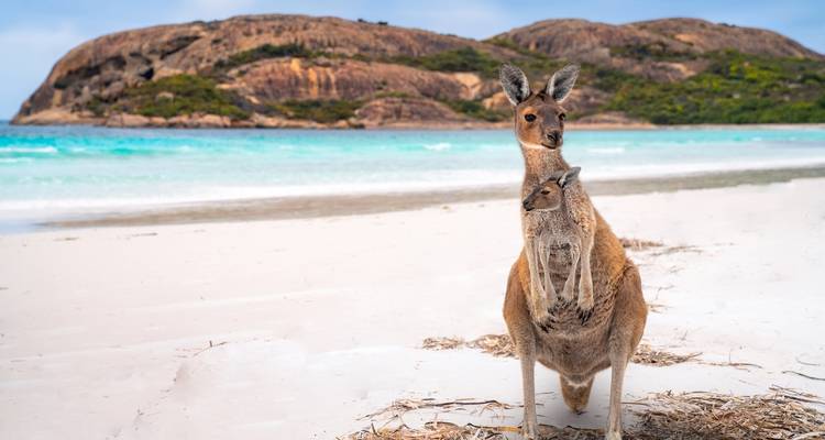 Australia Great Discovery - Wingbuddy 9