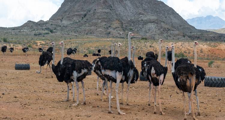 La beauté du Cap, l'aventure de la Route des jardins et l'exaltation d'Addo - Wonderful Holidays UK 2