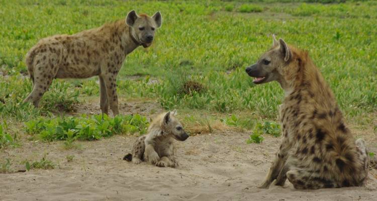 Safari por los valles Zambeze y Luangwa - Adventure Purists Ltd. 1