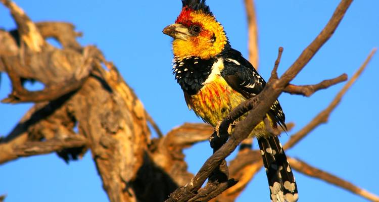 Safari por los valles Zambeze y Luangwa - Adventure Purists Ltd. 2