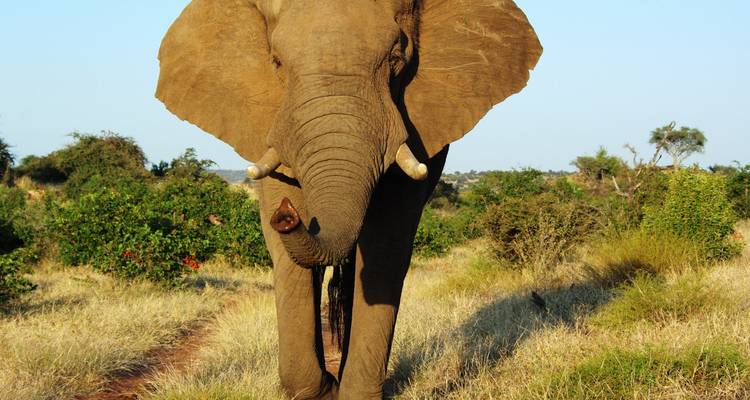 Safari por los valles Zambeze y Luangwa - Adventure Purists Ltd. 3
