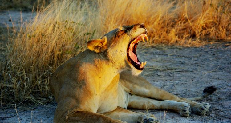 Safari por los valles Zambeze y Luangwa - Adventure Purists Ltd. 7