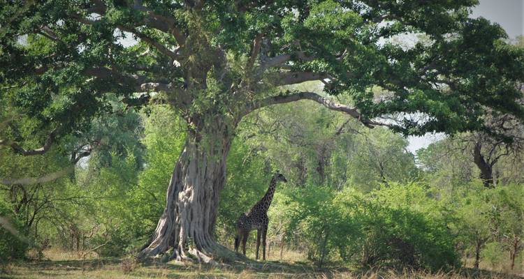 Safari por los valles Zambeze y Luangwa - Adventure Purists Ltd. 9