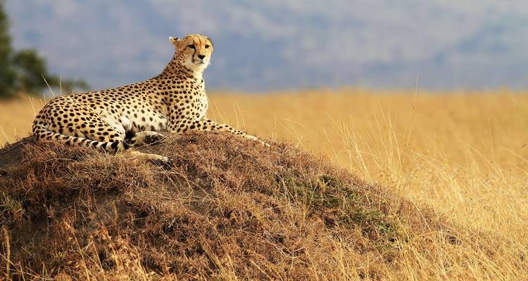 Les points forts du Kenya et l'extension Tsavo - Explore! 2