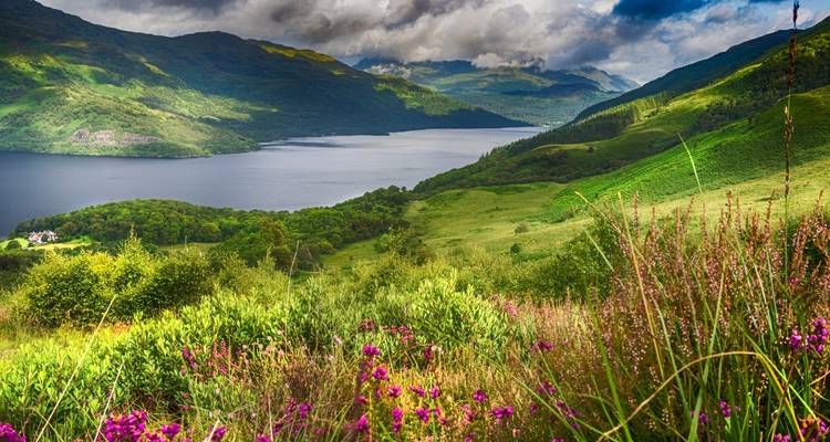 Des fleurs sauvages éclatantes au premier plan encadrant un vaste lac et des montagnes vertes des Highlands sous des nuages spectaculaires.