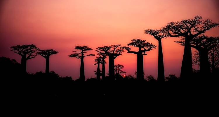 Aventure de 9 jours à Madagascar - Baobabs et Lémuriens - Bucket List Group Travel LLC 3