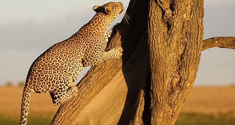 6 Days: Tarangire, Manyara, Serengeti & Ngorongoro Budget Camping Tour - Seven Wonders Safaris 3
