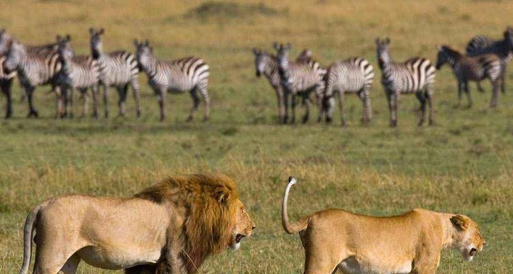 6 Days: Tarangire, Manyara, Serengeti & Ngorongoro Budget Camping Tour - Seven Wonders Safaris 4