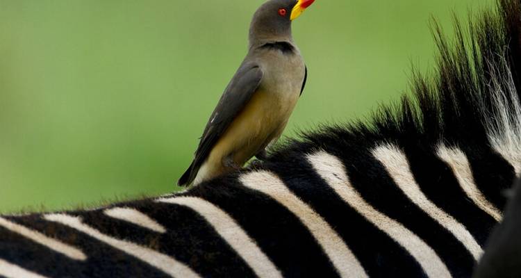 6 Days: Tarangire, Manyara, Serengeti & Ngorongoro Budget Camping Tour - Seven Wonders Safaris 6