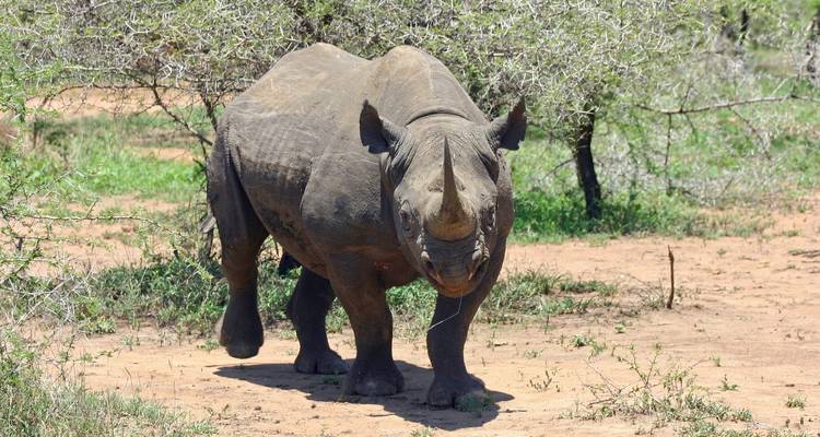 Un rhinocéros debout dans un environnement poussiéreux et broussailleux.