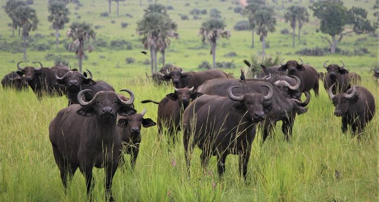 3 jours de safari culturel et touristique en Tanzanie - Almighty Kilimanjaro 4