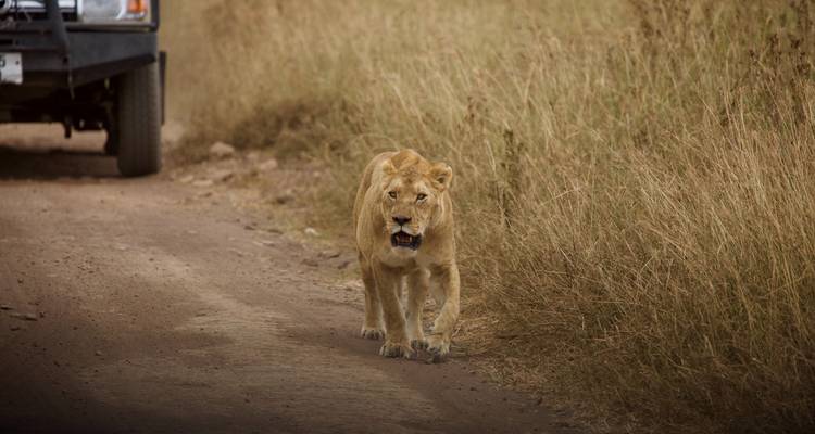 Safari aérien de 5 jours au Serengeti - Almighty Kilimanjaro 2