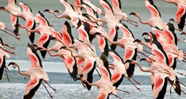 Lo mejor de la gran migración de Tanzania en 6 días. - Diciembre - Mayo - Seven Wonders Safaris 1