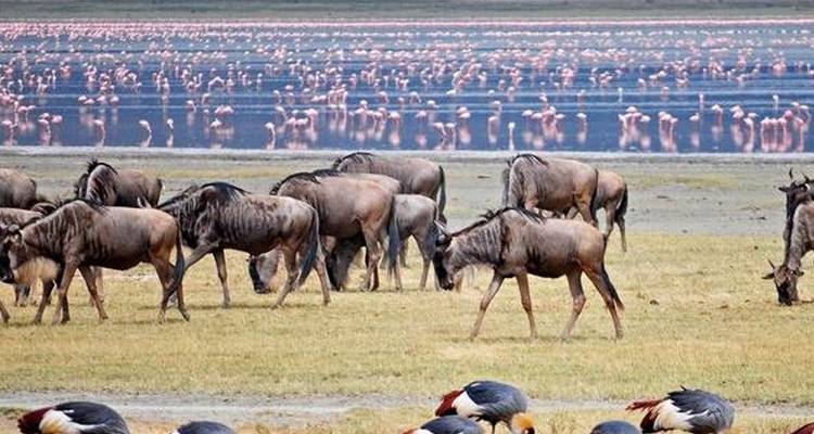 Lo mejor de la gran migración de Tanzania en 6 días. - Diciembre - Mayo - Seven Wonders Safaris 2