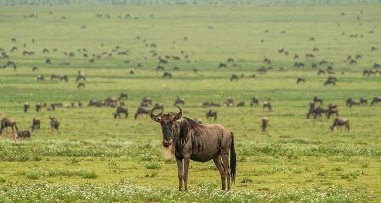 Lo mejor de la gran migración de Tanzania en 6 días. - Diciembre - Mayo - Seven Wonders Safaris 6