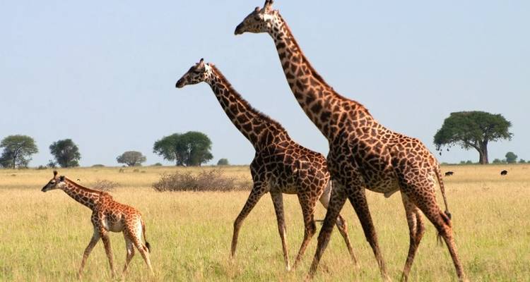 Lo mejor de la gran migración de Tanzania en 6 días. - Diciembre - Mayo - Seven Wonders Safaris 7