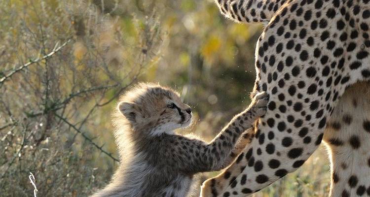 Lo mejor de la gran migración de Tanzania en 6 días. - Diciembre - Mayo - Seven Wonders Safaris 9