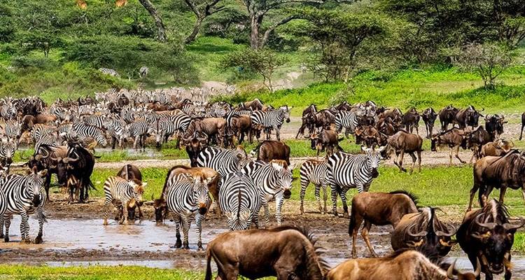 Lo mejor de la gran migración de Tanzania en 6 días. - Diciembre - Mayo - Seven Wonders Safaris 10