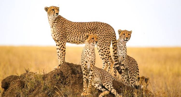 4 jours : Serengeti et Ngorongoro - 4x4 en groupe - Seven Wonders Safaris 1