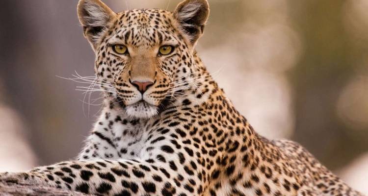4 jours : Serengeti et Ngorongoro - 4x4 en groupe - Seven Wonders Safaris 2