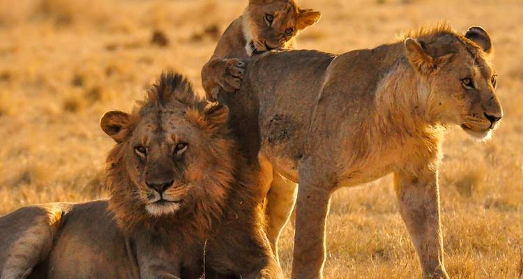 4 jours : Serengeti et Ngorongoro - 4x4 en groupe - Seven Wonders Safaris 3