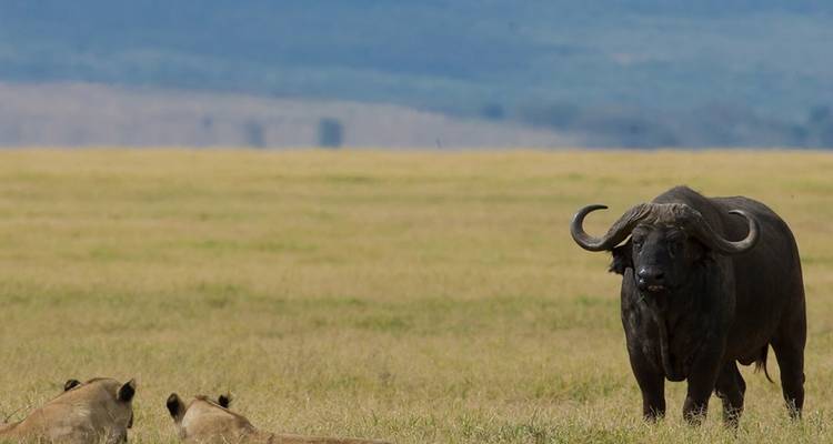 4 jours : Serengeti et Ngorongoro - 4x4 en groupe - Seven Wonders Safaris 4