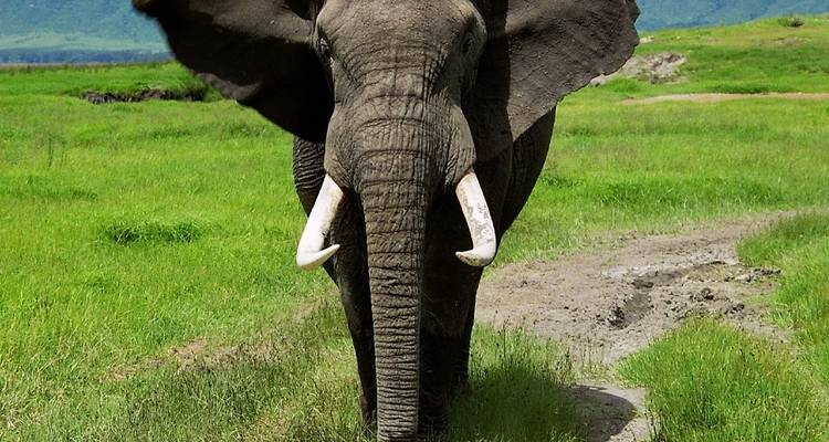 4 jours : Serengeti et Ngorongoro - 4x4 en groupe - Seven Wonders Safaris 6